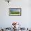 Unusual and Unique Domesticated Bison Herd, Near Curagha, County Meath, Ireland-Panoramic Images-Framed Photographic Print displayed on a wall