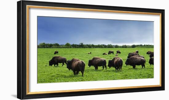 Unusual and Unique Domesticated Bison Herd, Near Curagha, County Meath, Ireland-Panoramic Images-Framed Photographic Print