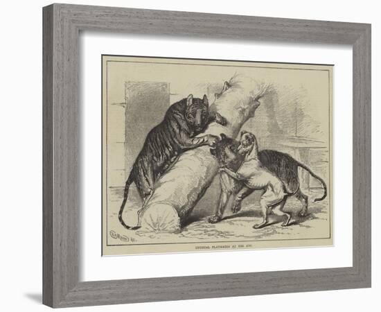 Unusual Playmates at the Zoo-null-Framed Giclee Print