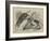 Unusual Playmates at the Zoo-null-Framed Giclee Print