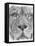 Up Close Lion-Barbara Keith-Framed Premier Image Canvas