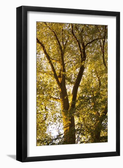 Up in the Trees I-Karyn Millet-Framed Photographic Print