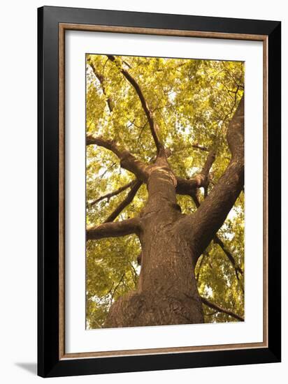 Up in the Trees II-Karyn Millet-Framed Photographic Print