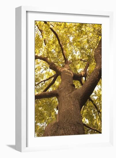 Up in the Trees II-Karyn Millet-Framed Photographic Print