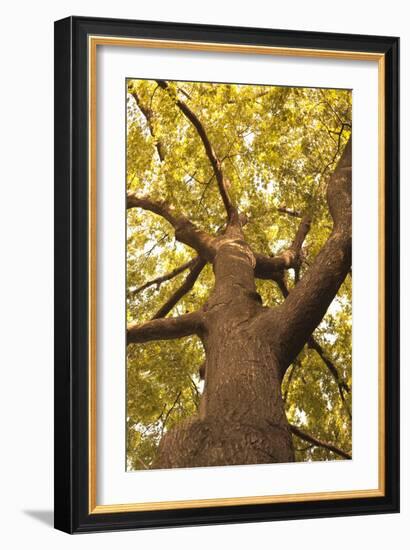Up in the Trees II-Karyn Millet-Framed Photographic Print