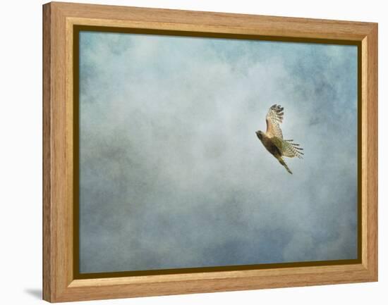 Up Up and Away Red Shouldered Hawk-Jai Johnson-Framed Premier Image Canvas