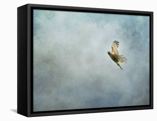 Up Up and Away Red Shouldered Hawk-Jai Johnson-Framed Premier Image Canvas