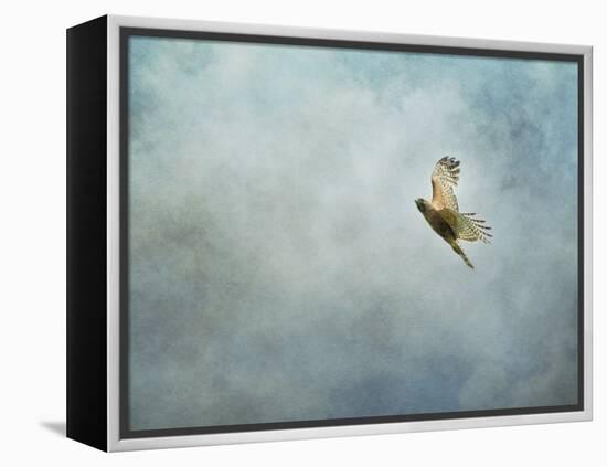 Up Up and Away Red Shouldered Hawk-Jai Johnson-Framed Premier Image Canvas