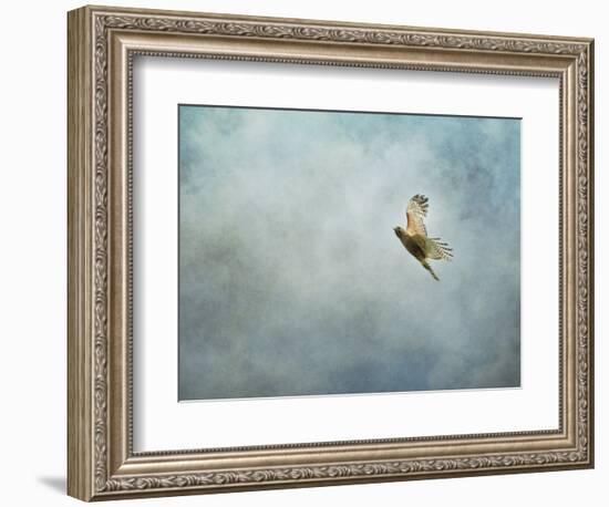 Up Up and Away Red Shouldered Hawk-Jai Johnson-Framed Giclee Print