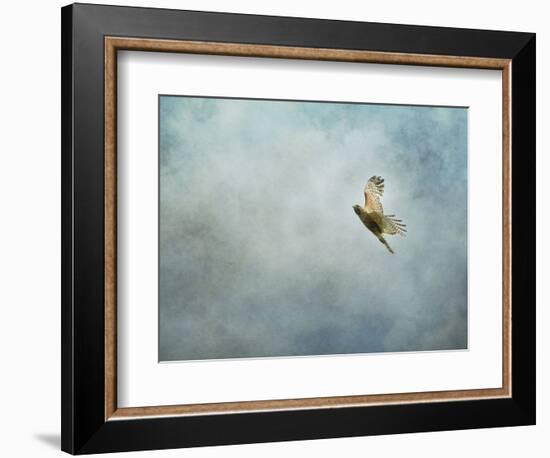 Up Up and Away Red Shouldered Hawk-Jai Johnson-Framed Giclee Print