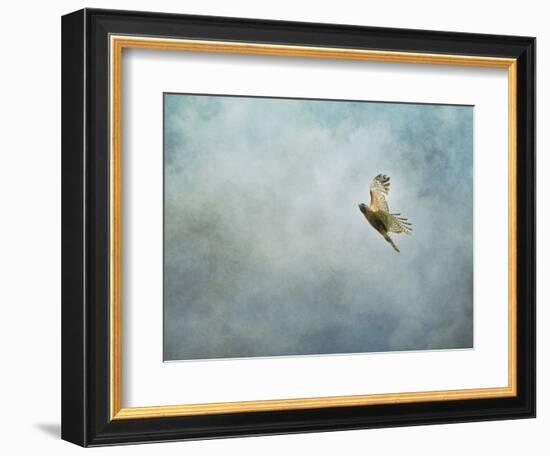 Up Up and Away Red Shouldered Hawk-Jai Johnson-Framed Giclee Print