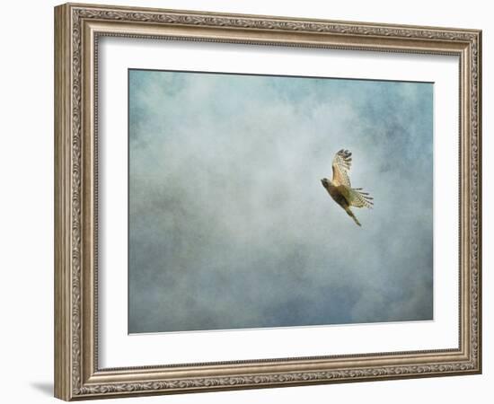 Up Up and Away Red Shouldered Hawk-Jai Johnson-Framed Giclee Print