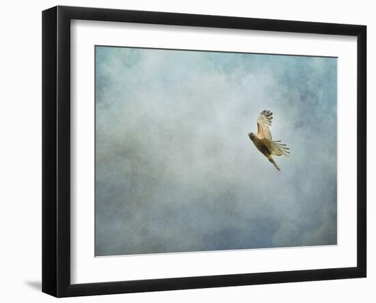 Up Up and Away Red Shouldered Hawk-Jai Johnson-Framed Giclee Print