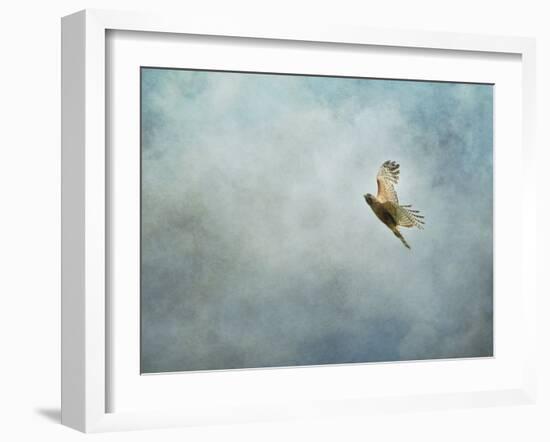 Up Up and Away Red Shouldered Hawk-Jai Johnson-Framed Giclee Print