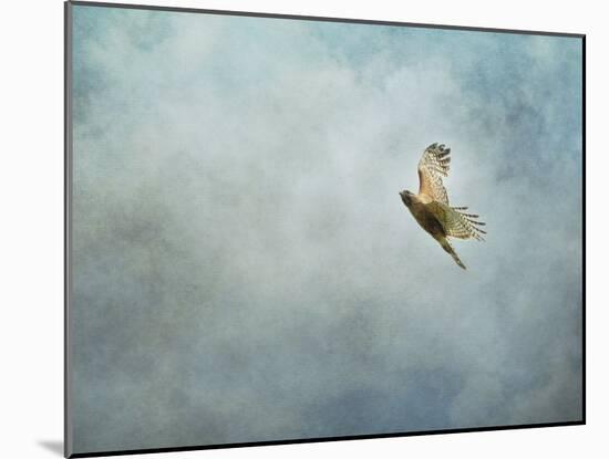 Up Up and Away Red Shouldered Hawk-Jai Johnson-Mounted Giclee Print