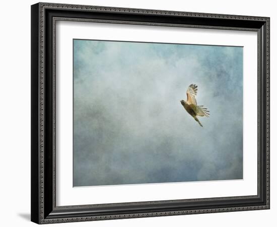 Up Up and Away Red Shouldered Hawk-Jai Johnson-Framed Giclee Print