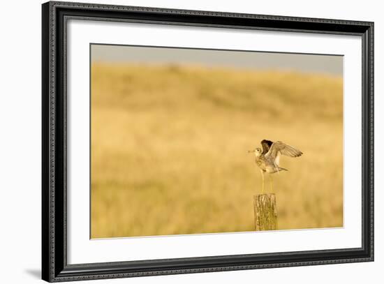 Upland Sandpiper Bird, Bowman, North Dakota, USA-Chuck Haney-Framed Photographic Print