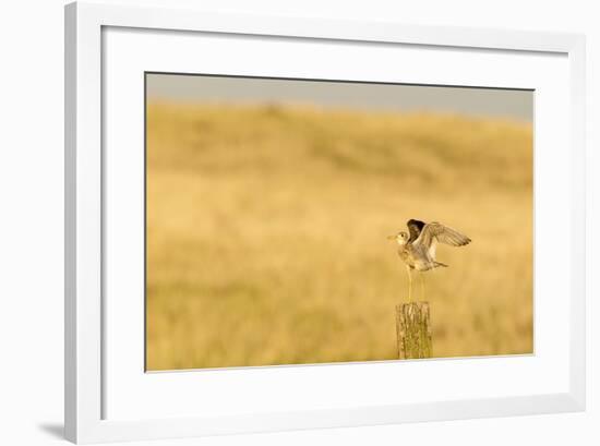 Upland Sandpiper Bird, Bowman, North Dakota, USA-Chuck Haney-Framed Photographic Print