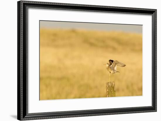 Upland Sandpiper Bird, Bowman, North Dakota, USA-Chuck Haney-Framed Photographic Print