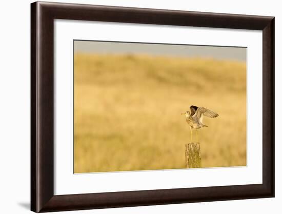 Upland Sandpiper Bird, Bowman, North Dakota, USA-Chuck Haney-Framed Photographic Print