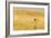 Upland Sandpiper Bird, Bowman, North Dakota, USA-Chuck Haney-Framed Photographic Print