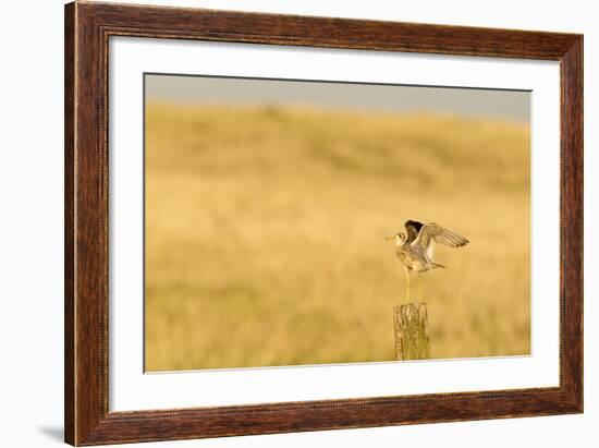 Upland Sandpiper Bird, Bowman, North Dakota, USA-Chuck Haney-Framed Photographic Print