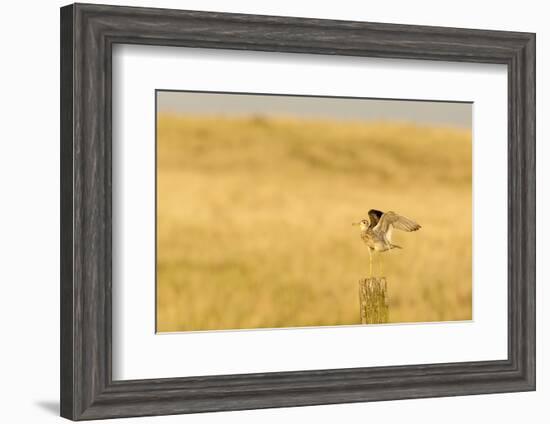 Upland Sandpiper Bird, Bowman, North Dakota, USA-Chuck Haney-Framed Photographic Print