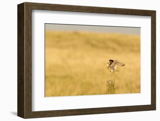 Upland Sandpiper Bird, Bowman, North Dakota, USA-Chuck Haney-Framed Photographic Print