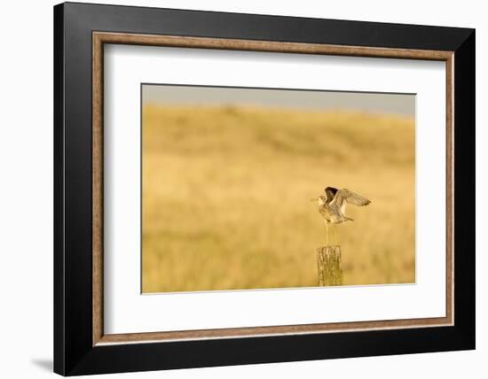 Upland Sandpiper Bird, Bowman, North Dakota, USA-Chuck Haney-Framed Photographic Print