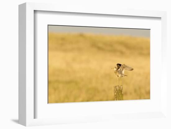 Upland Sandpiper Bird, Bowman, North Dakota, USA-Chuck Haney-Framed Photographic Print