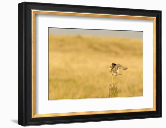 Upland Sandpiper Bird, Bowman, North Dakota, USA-Chuck Haney-Framed Photographic Print