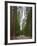 Upper and Lower Yosemite Falls. Yosemite National Park, CA-Jamie & Judy Wild-Framed Photographic Print