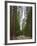 Upper and Lower Yosemite Falls. Yosemite National Park, CA-Jamie & Judy Wild-Framed Photographic Print