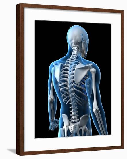 Upper Body Bones, Artwork-SCIEPRO-Framed Photographic Print