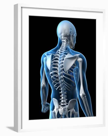 Upper Body Bones, Artwork-SCIEPRO-Framed Photographic Print