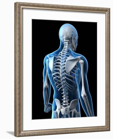 Upper Body Bones, Artwork-SCIEPRO-Framed Photographic Print