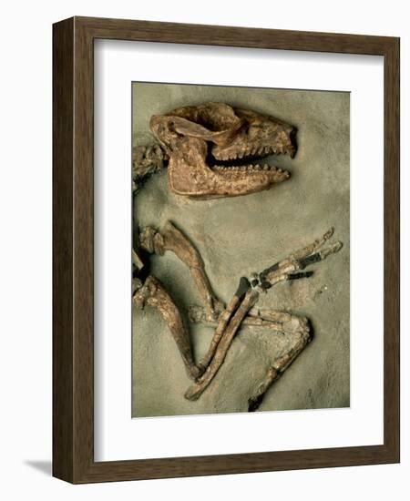 Upper Body of Notoungulata Fossil-Kevin Schafer-Framed Premium Photographic Print