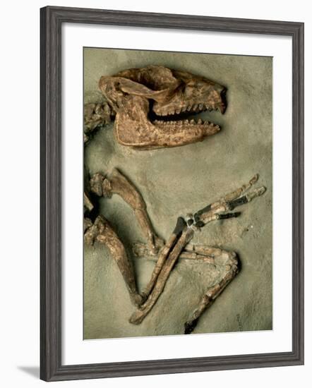 Upper Body of Notoungulata Fossil-Kevin Schafer-Framed Photographic Print