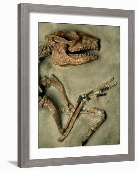 Upper Body of Notoungulata Fossil-Kevin Schafer-Framed Photographic Print