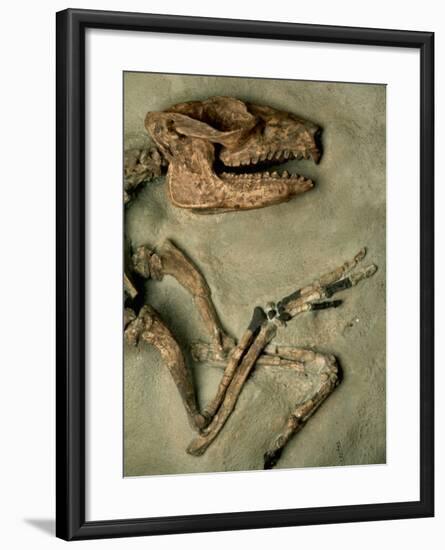 Upper Body of Notoungulata Fossil-Kevin Schafer-Framed Photographic Print