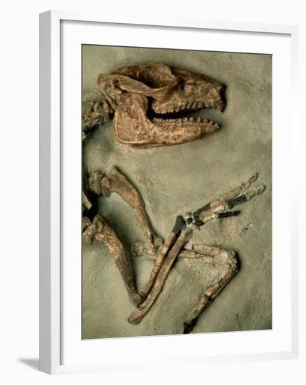 Upper Body of Notoungulata Fossil-Kevin Schafer-Framed Photographic Print