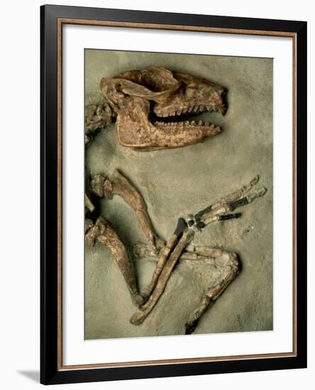 Upper Body of Notoungulata Fossil-Kevin Schafer-Framed Photographic Print