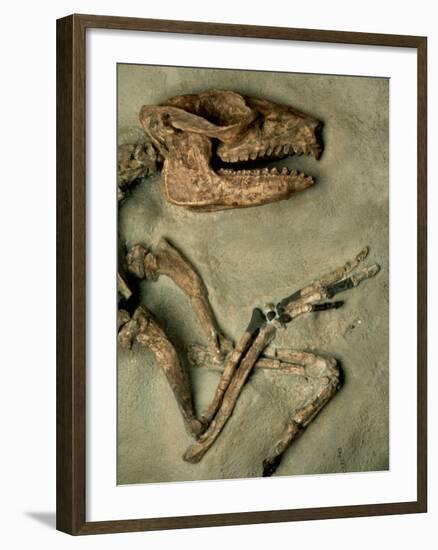 Upper Body of Notoungulata Fossil-Kevin Schafer-Framed Photographic Print