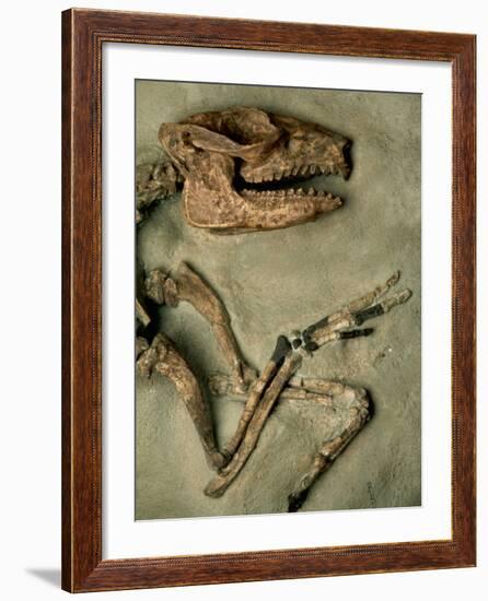 Upper Body of Notoungulata Fossil-Kevin Schafer-Framed Photographic Print