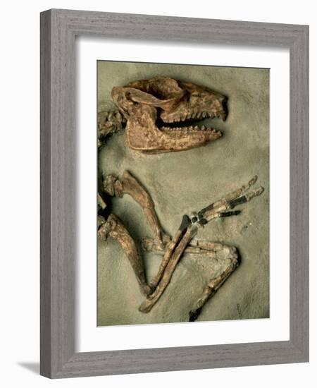 Upper Body of Notoungulata Fossil-Kevin Schafer-Framed Photographic Print