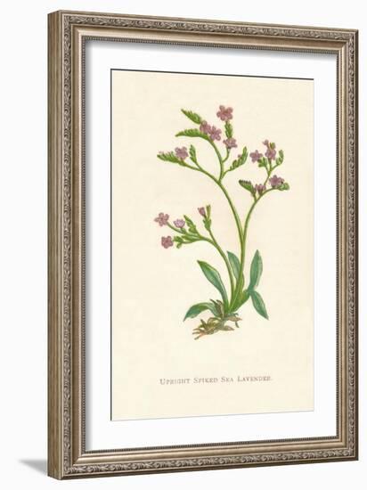 'Upright Spiked Sea Lavender', c1891, (1891)-Anne Pratt-Framed Giclee Print