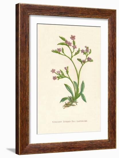 'Upright Spiked Sea Lavender', c1891, (1891)-Anne Pratt-Framed Giclee Print