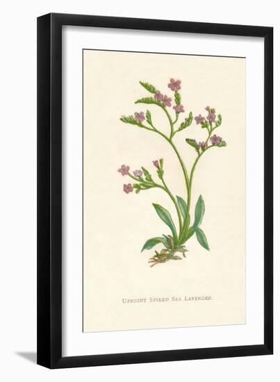 'Upright Spiked Sea Lavender', c1891, (1891)-Anne Pratt-Framed Giclee Print