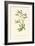 'Upright Spiked Sea Lavender', c1891, (1891)-Anne Pratt-Framed Giclee Print