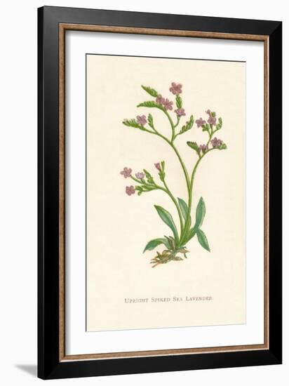 'Upright Spiked Sea Lavender', c1891, (1891)-Anne Pratt-Framed Giclee Print